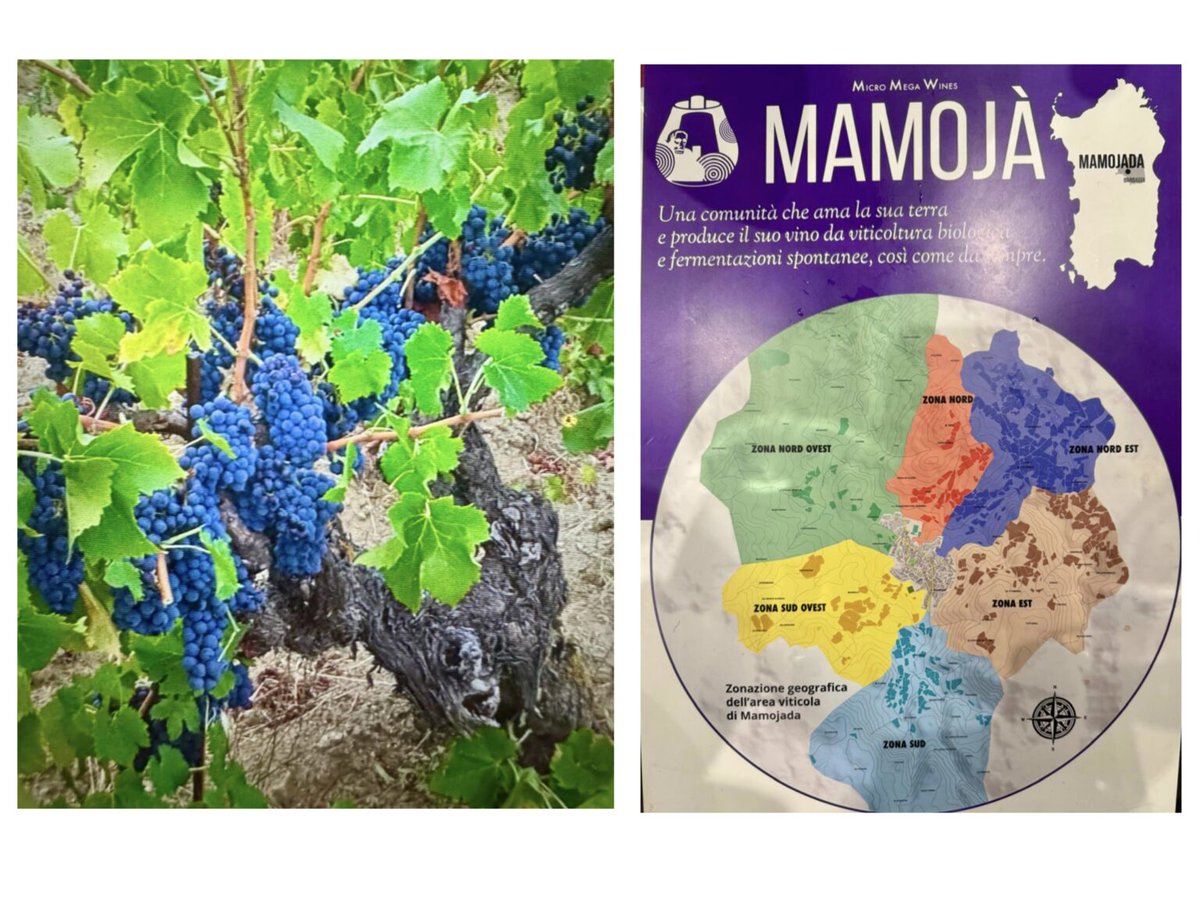 La Sardegna di Vinodabere 2025 – Ghirada Elisi, l’eleganza e la forza del Cannonau di Mamoiada
#cannonau #francescocadinu #mamoiada #vinodabere #eleganza #forza 
vinodabere.it/la-sardegna-di…