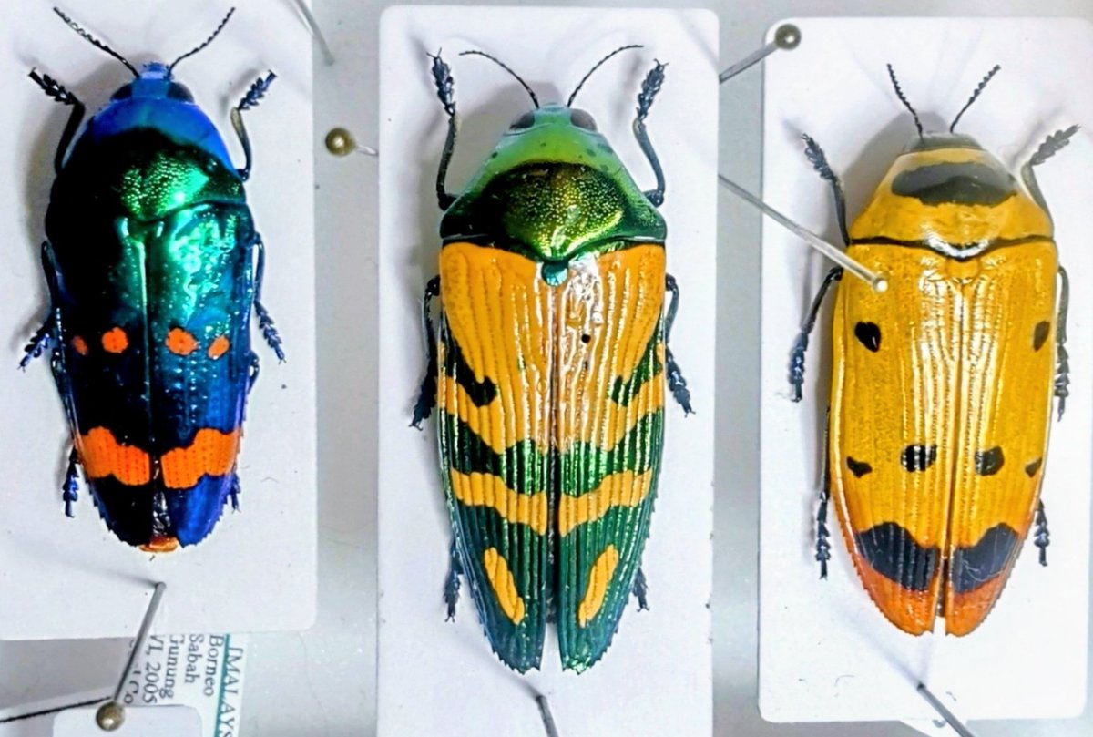 Bug's collector tweet media