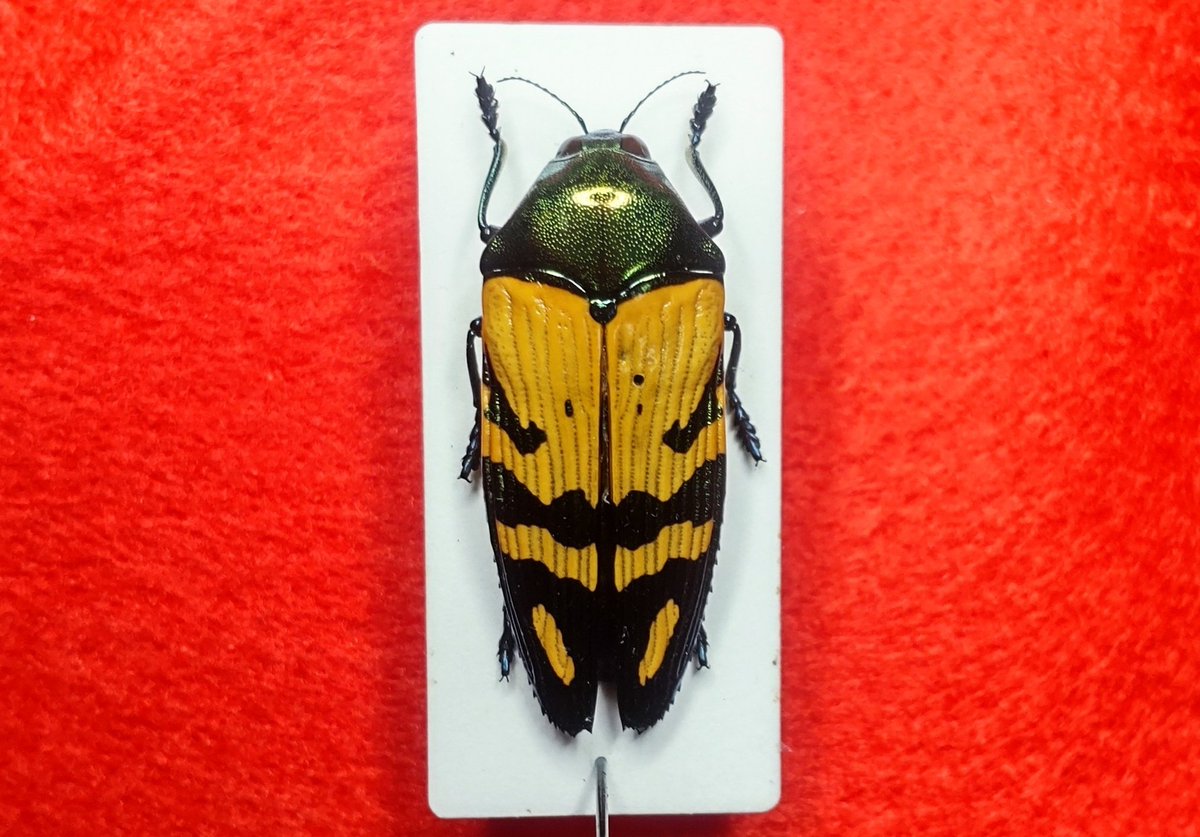 Bug's collector tweet media
