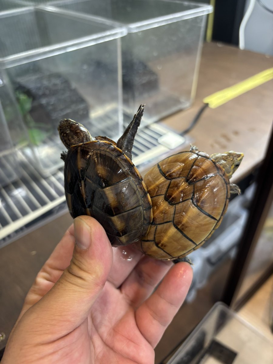 けいじと亀 様 さとさと (@SatoSato_diary) / Posts and Replies / X