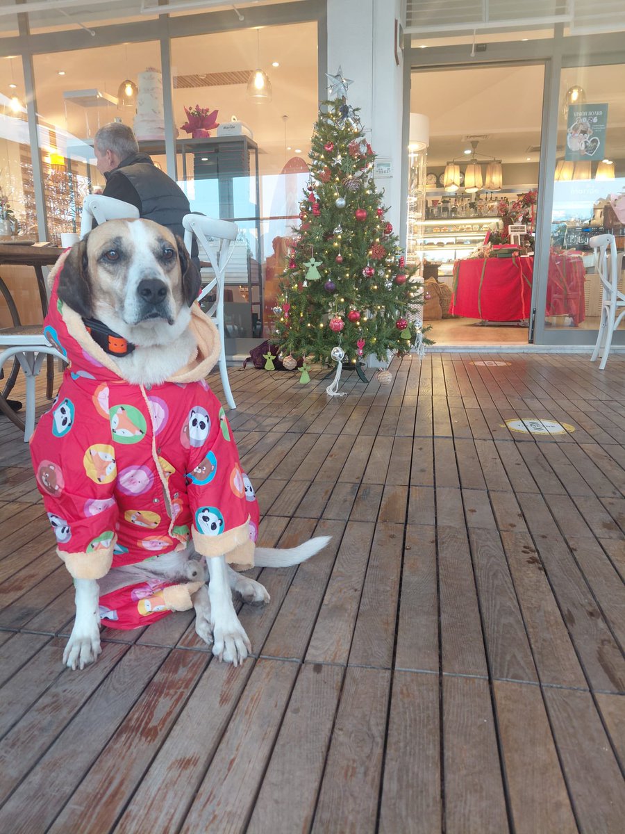 ACİL 🚨 ‼️ 🚨 
Çok acil Hannover’den Türkiyenin herhangi bir şehrine uçuşu olan birisini arıyoruz. Bir köpek için 100 gram ağırlığında bir ilacın Türkiye’ye ulaştırılması gerekiyor. 
Lütfen ilanı yayalım