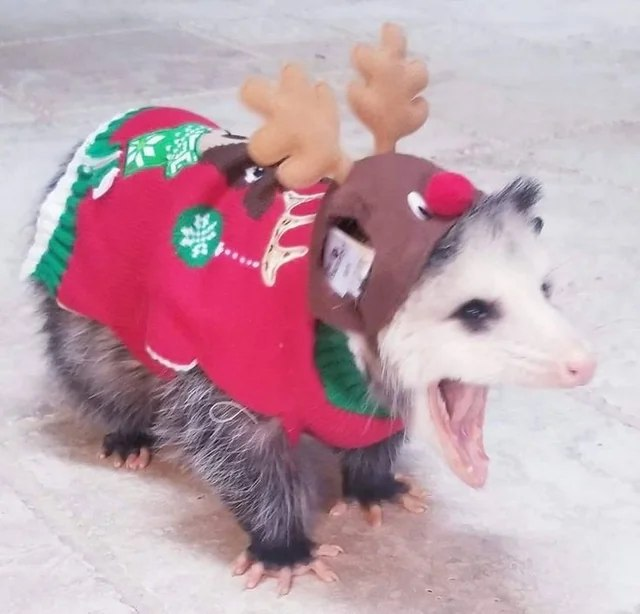 zarigueyas1891's tweet photo. aAAAAAAAAAAAAA AAAAAAAHA☃️aAAHH☃️AHHH 🎄AAAAAAAAAA🎄AAAAAHHGGGH AAAAAAAAAAAAAAHHHH https://t.co/hfef3KZ6BH
