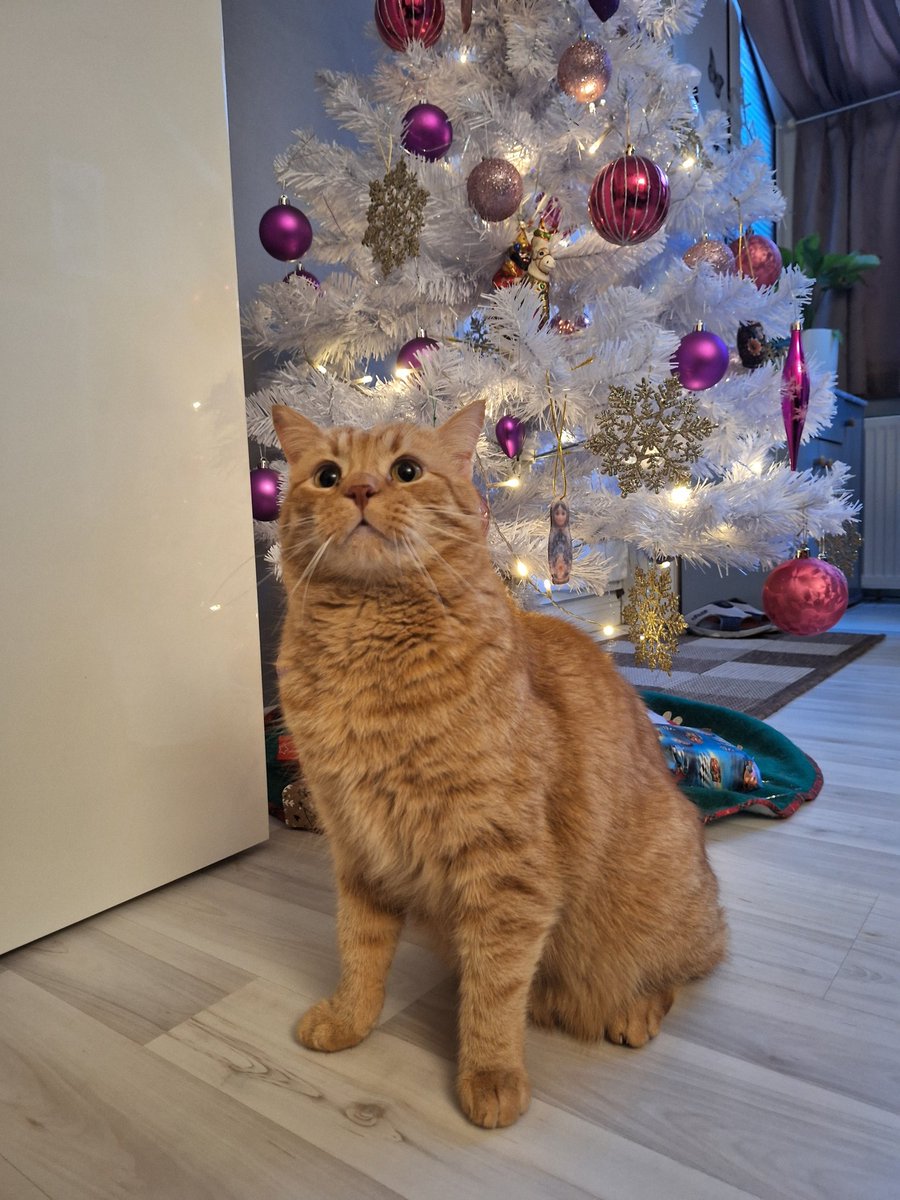 ₊✮rira✮₊ tweet media