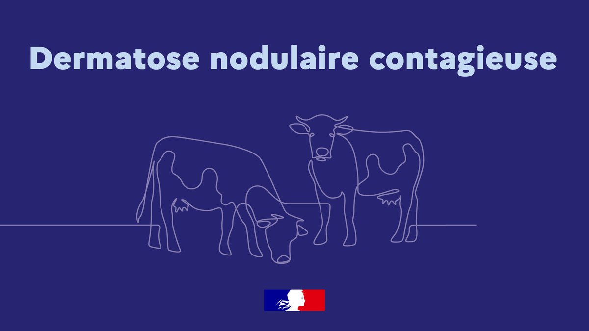 Image de Préfet de la Lozère - #agriculture I Dermatose nodulaire contagieuse (DNC)&nbsp;: concertation des acteurs de la filière bovine