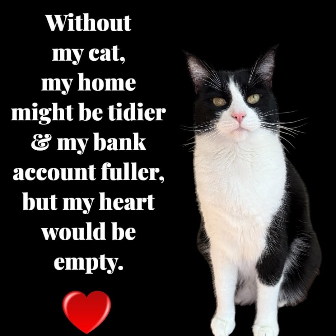 Life is better with cats. Do you agree? ❤️