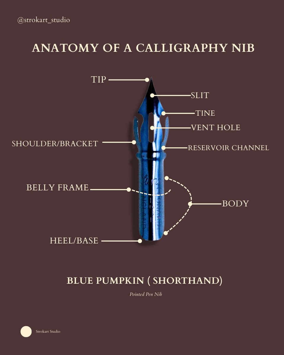 Anatomy of a Calligraphy Nib ✒️ 
#lettering #copperplate #strokart_studio #Trending #art #ArtistOnTwitter #artists #Twitter #Calligraphy #writing #artworks #penmanship #spencerian #flourishing