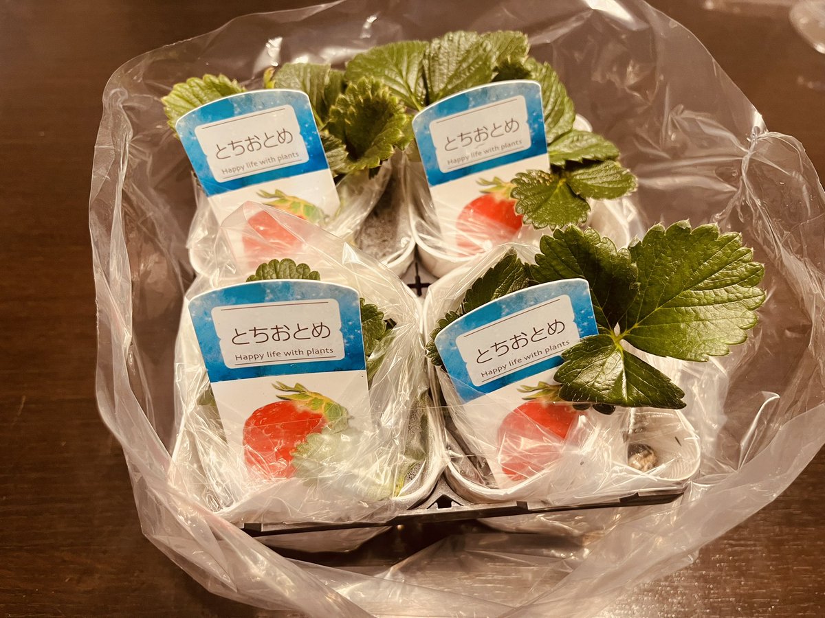 買ってみた！今から植えてちゃんと育つかな🤔 📖は今さらだけど、娘の