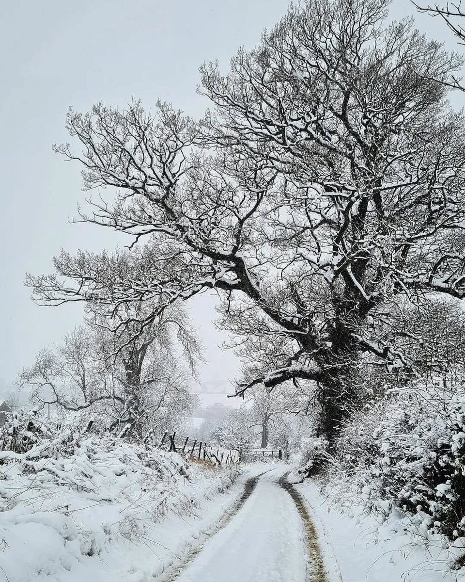 I'm dreaming of a white Christmas ❄️🎶