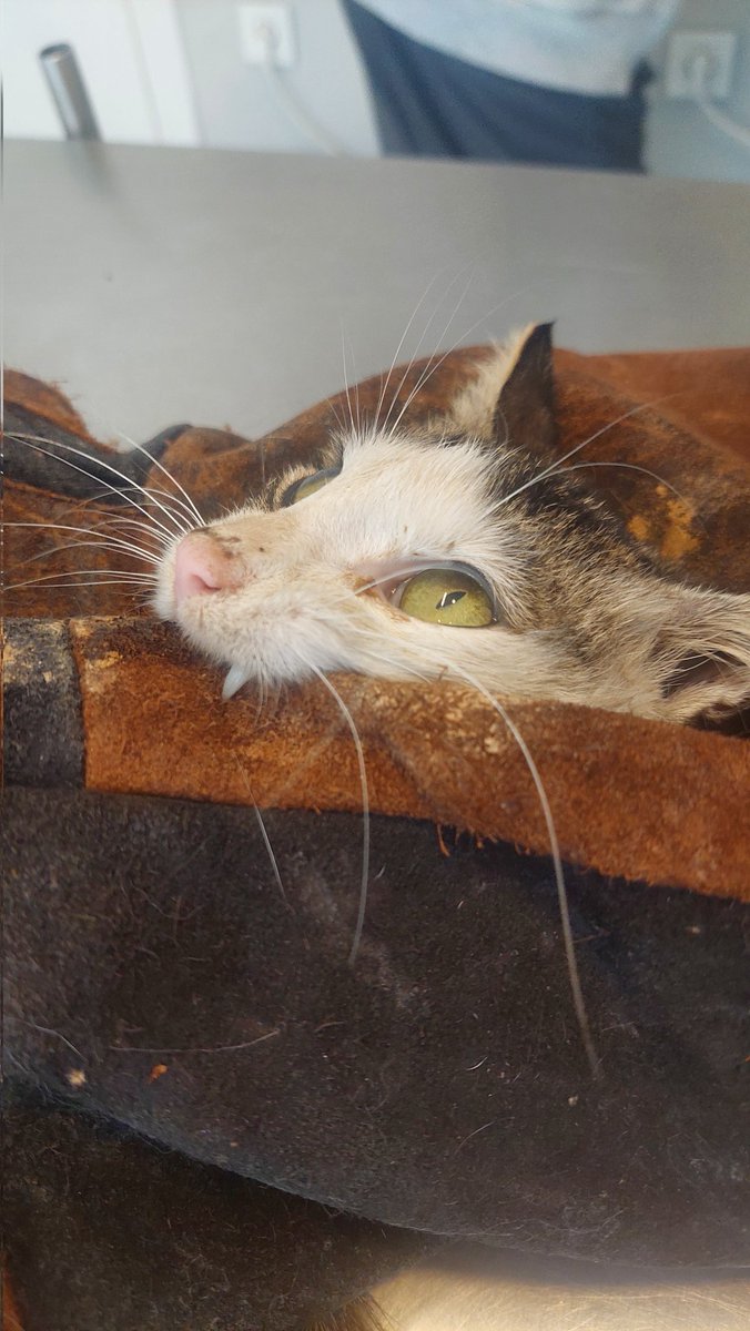 sokaktamucadele's tweet image. Tekme yemiş, işkence görmüş, kendi pisliğinde bekletilmiş. Çöpün kenarında bitkin bir halde buldum. Kalçası kırık. Kakasını yapamadığı için megakolon olmuş. Önce kalça kırığı, ardından megakolon ameliyatı olacak.

80 kişi 500 lira destek olur mu acılarından kurtulması için?