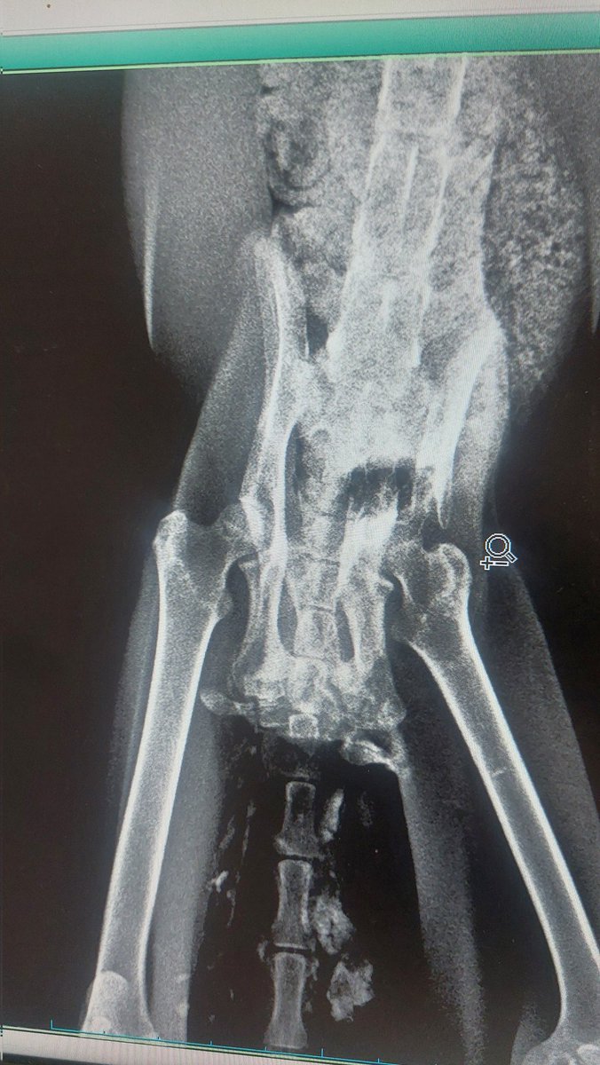 sokaktamucadele's tweet image. Tekme yemiş, işkence görmüş, kendi pisliğinde bekletilmiş. Çöpün kenarında bitkin bir halde buldum. Kalçası kırık. Kakasını yapamadığı için megakolon olmuş. Önce kalça kırığı, ardından megakolon ameliyatı olacak.

80 kişi 500 lira destek olur mu acılarından kurtulması için?