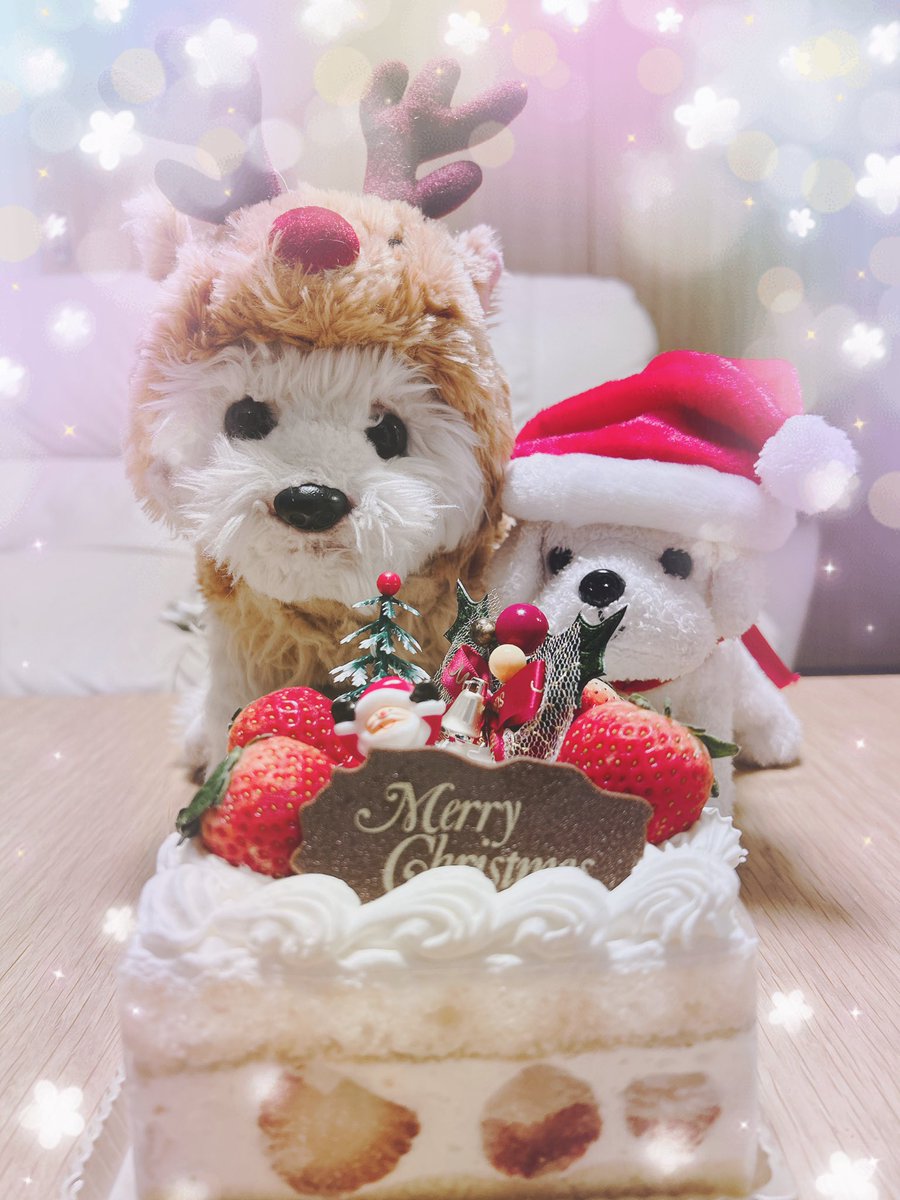 ⛄️🎄 ᴍᴇʀʀʏ ᴄʜʀɪsᴛᴍᴀs 🎄⛄️ 2号たちとクリスマスケーキ食べ