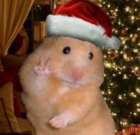 RIGX Falk tweet media