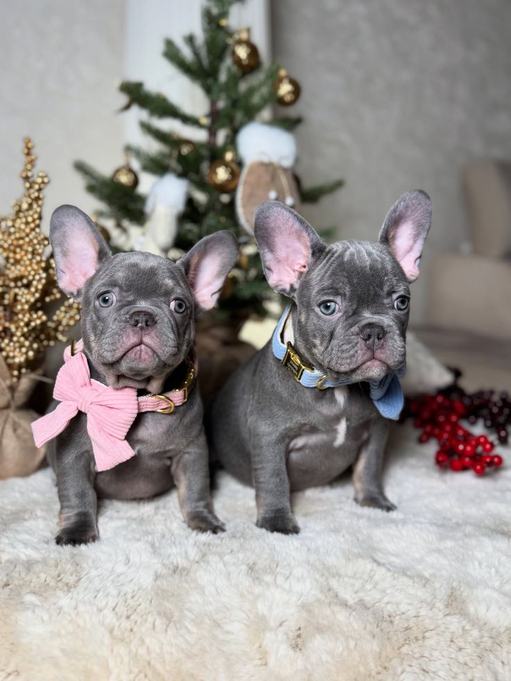 PawfectFrenche's tweet photo. Happy Christmas
#frenchbulldog #dogday #doglovers #Christmas2025 https://t.co/O09fyZavUo