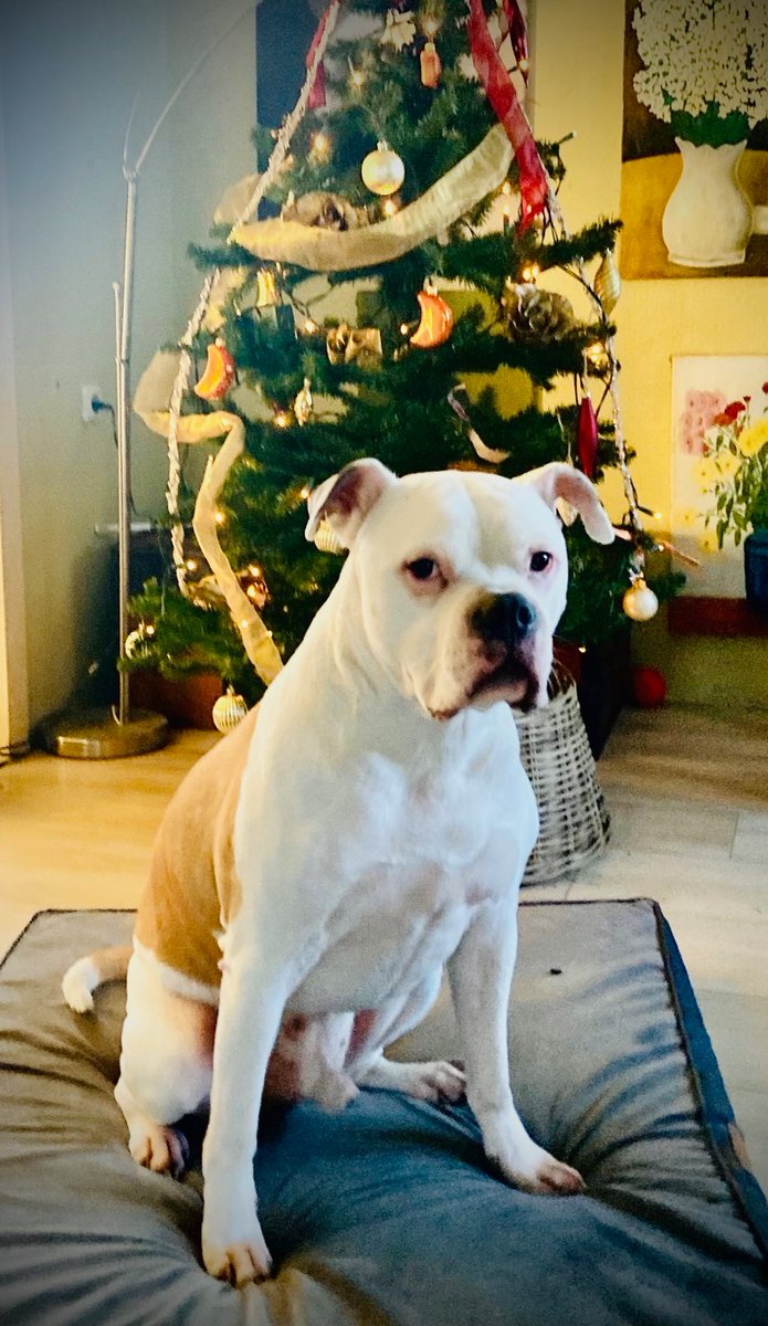 Gepersonaliseerde Kerstmuts Houten Kerst Ornament met Naam en Gezichtsfoto  van Hond Kat Huisdier Kerstmis Woondecoratie Cadeau voor Dierenliefhebbers  - CALLIE, image size:695x1200