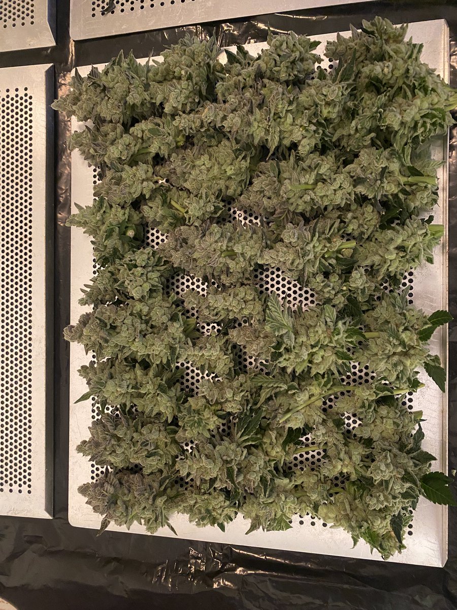 TheBigShowGrows tweet media