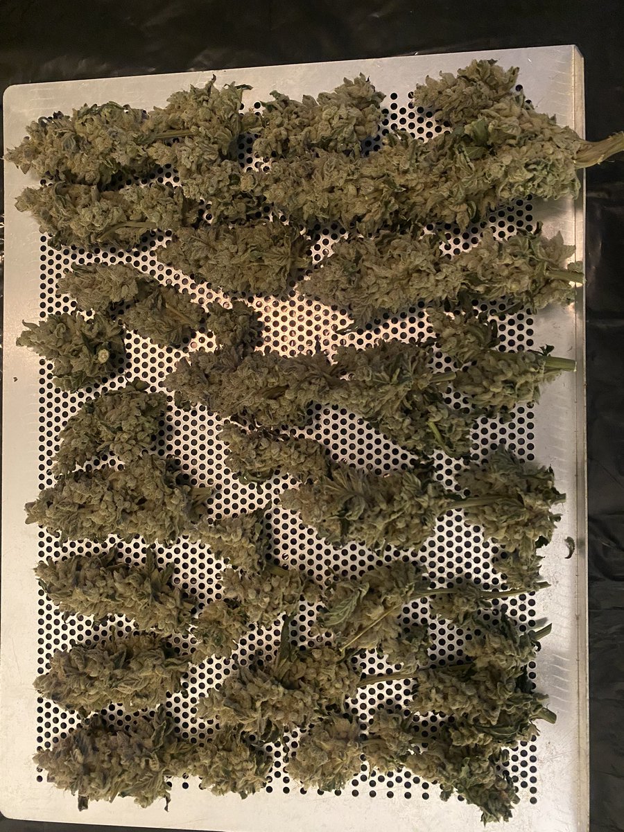 TheBigShowGrows tweet media