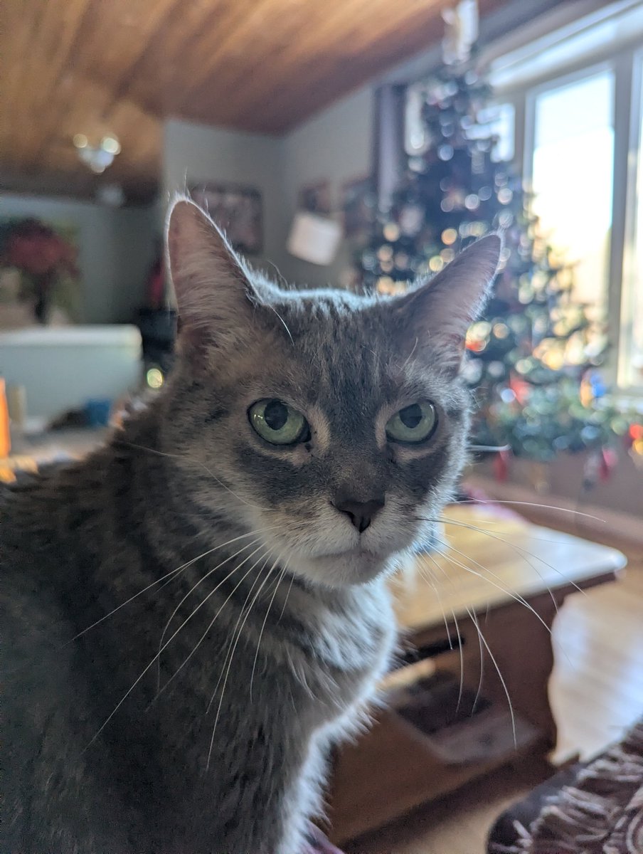 KeitherKeith's tweet photo. It's not a Christmas miracle, Fake Mom. I'm on your lap because my feet are cold, nothing more.
#MissP https://t.co/DRGiuLt5PC