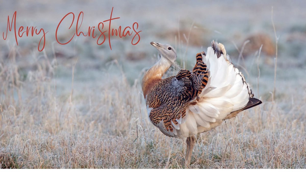 Great Bustard Group tweet media