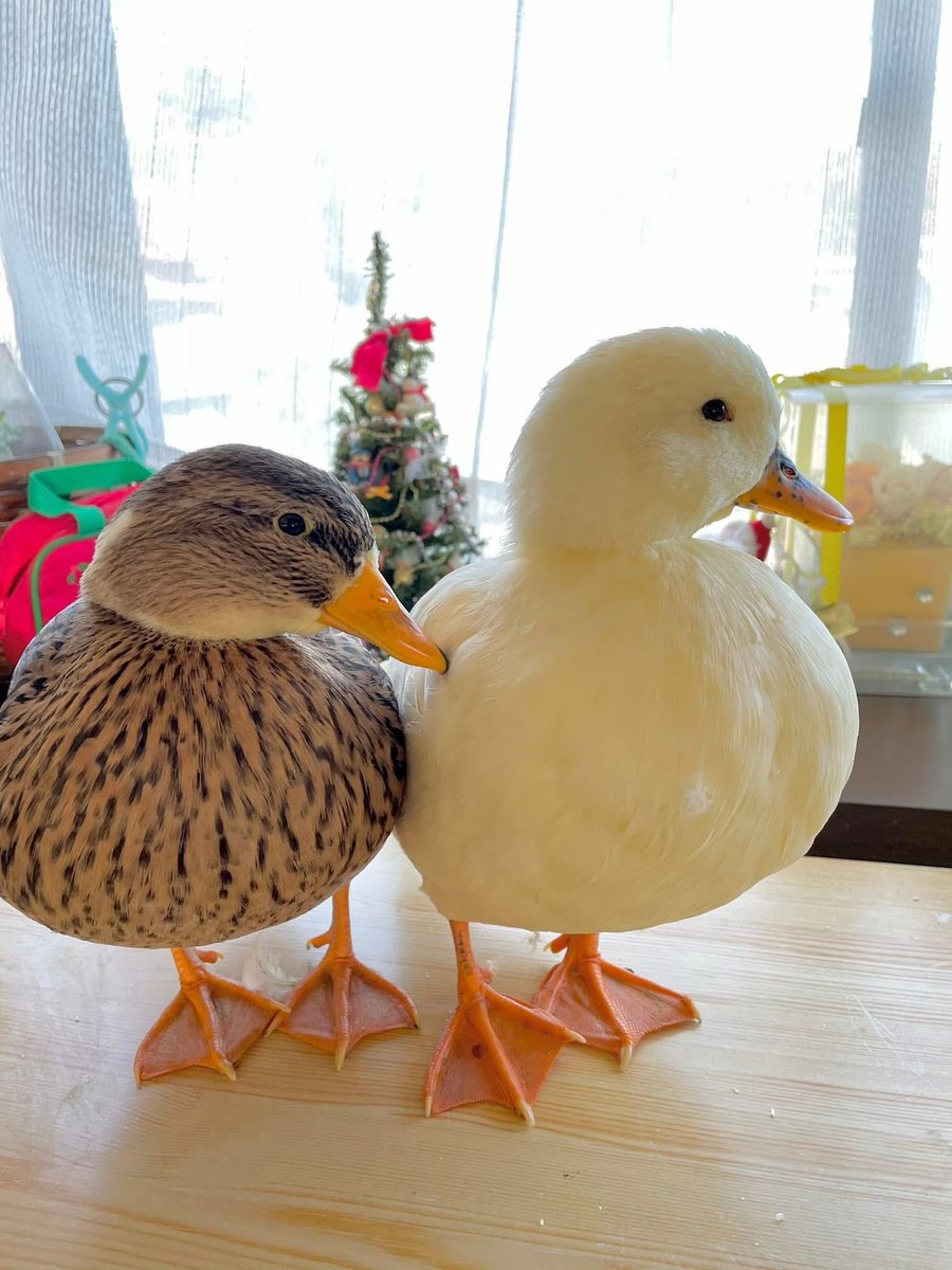 ahiraa2go's tweet image. ぷす