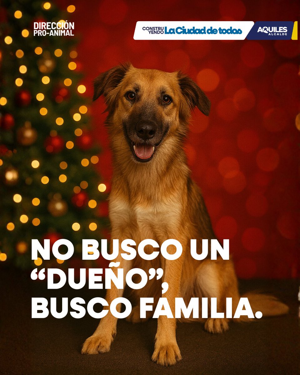 Ellos no buscan un dueño.
Buscan una familia donde sentirse seguros, respetados y amados todos los días. 🐾

Un animal de compañía no es un objeto ni un momento, es un compromiso de por vida.
Adoptar es abrir el corazón y asumir la responsabilidad de cuidar, proteger y acompañar.