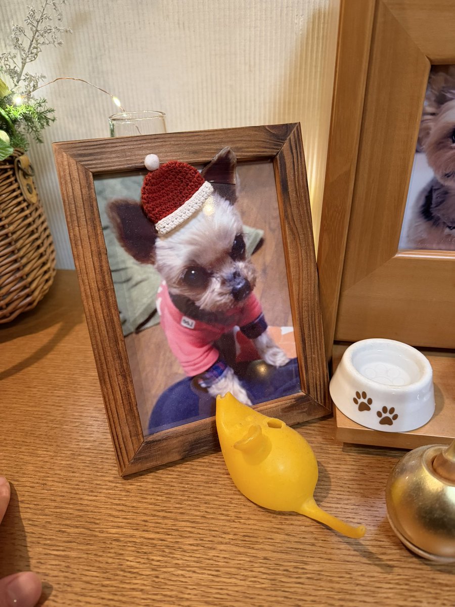 TKST_KNT's tweet photo. メリークリスマス。
小屋入り1日目は仕込みでした。
遅くなったけど、家族でクリスマスできました。待っててくれてありがとう。
母の料理はやっぱり美味しい。
明日の場当たりがんばるぞー。 https://t.co/fPhpzBlqsp