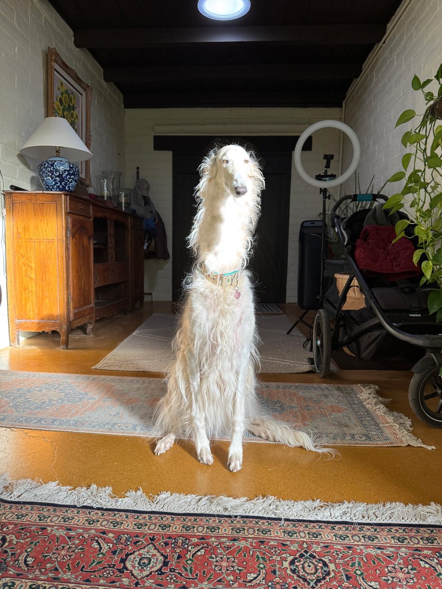 EsperBorzoi's tweet image. Excited for necks year