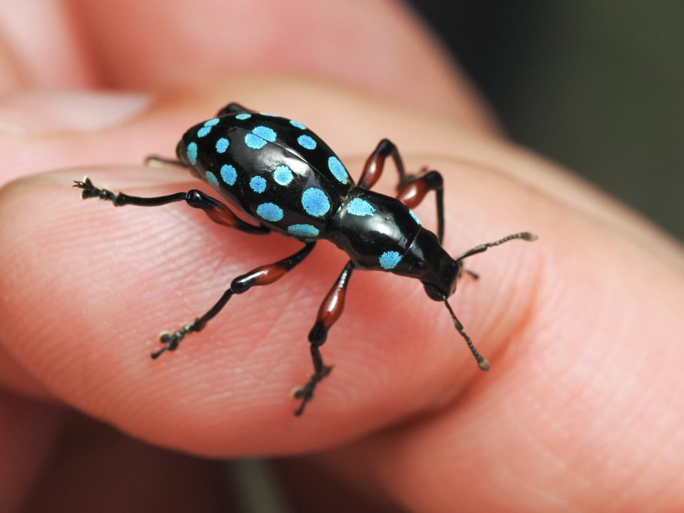 クリスマスっぽい虫 と思ったがそうでもなかった