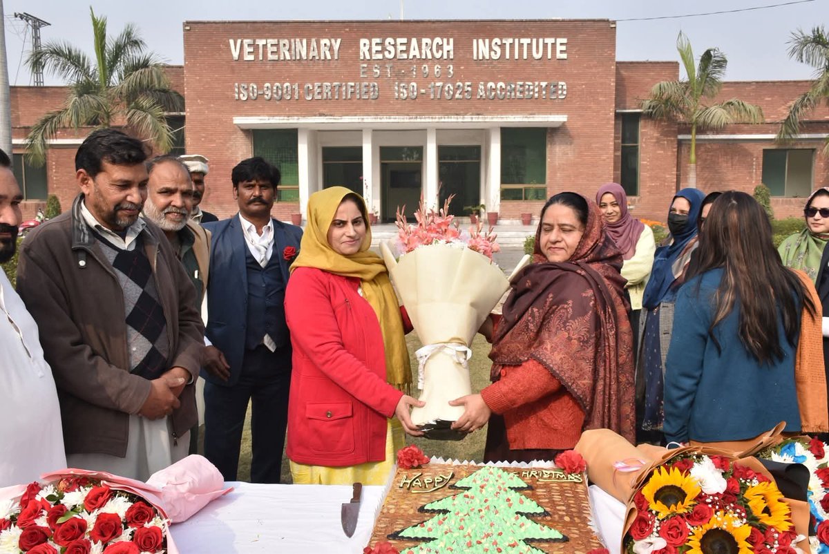 PunjabLivestock's tweet photo. A Christmas cake cutting ceremony was held at VRI to celebrate the festive spirit with the Christian community. DG Research Dr. Sajjad Hussain cut the cake with Christian employees and shared the administration’s joy. 
#Christmas #VRI #InterfaithHarmony #FestiveSpirit https://t.co/GpCY4g7GNh