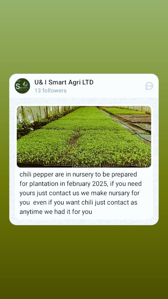 #chiliPepper, #healthcropsrwanda,#exportfruits