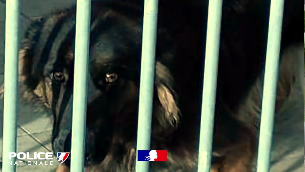 PoliceNat59's tweet photo. #ProtectionAnimale | À #Linselles, le référent maltraitance animale, et les policiers de #Tourcoing ont confisqué le 16 décembre, Jena et Poupette, victimes de sévices graves. Jena a été sauvée de justesse. Elles sont prises en charge par la LPA du Nord. Le maître est poursuivi. https://t.co/6oJHVl2lCx