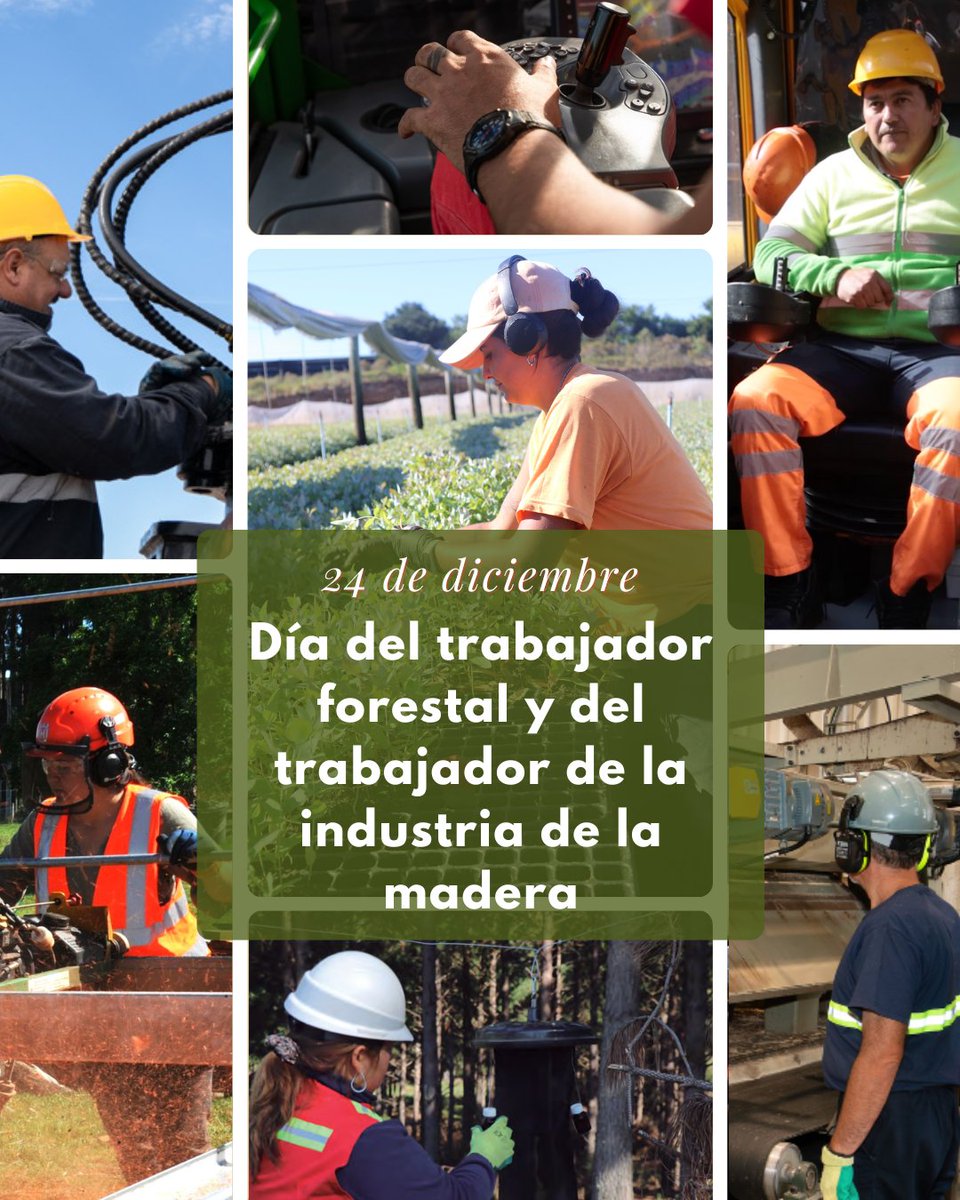 Hoy celebramos a quienes, con esfuerzo y compromiso, hacen crecer el sector forestal y la industria de la madera en Uruguay.

Gracias por construir desde la raíz 🌲🪵
