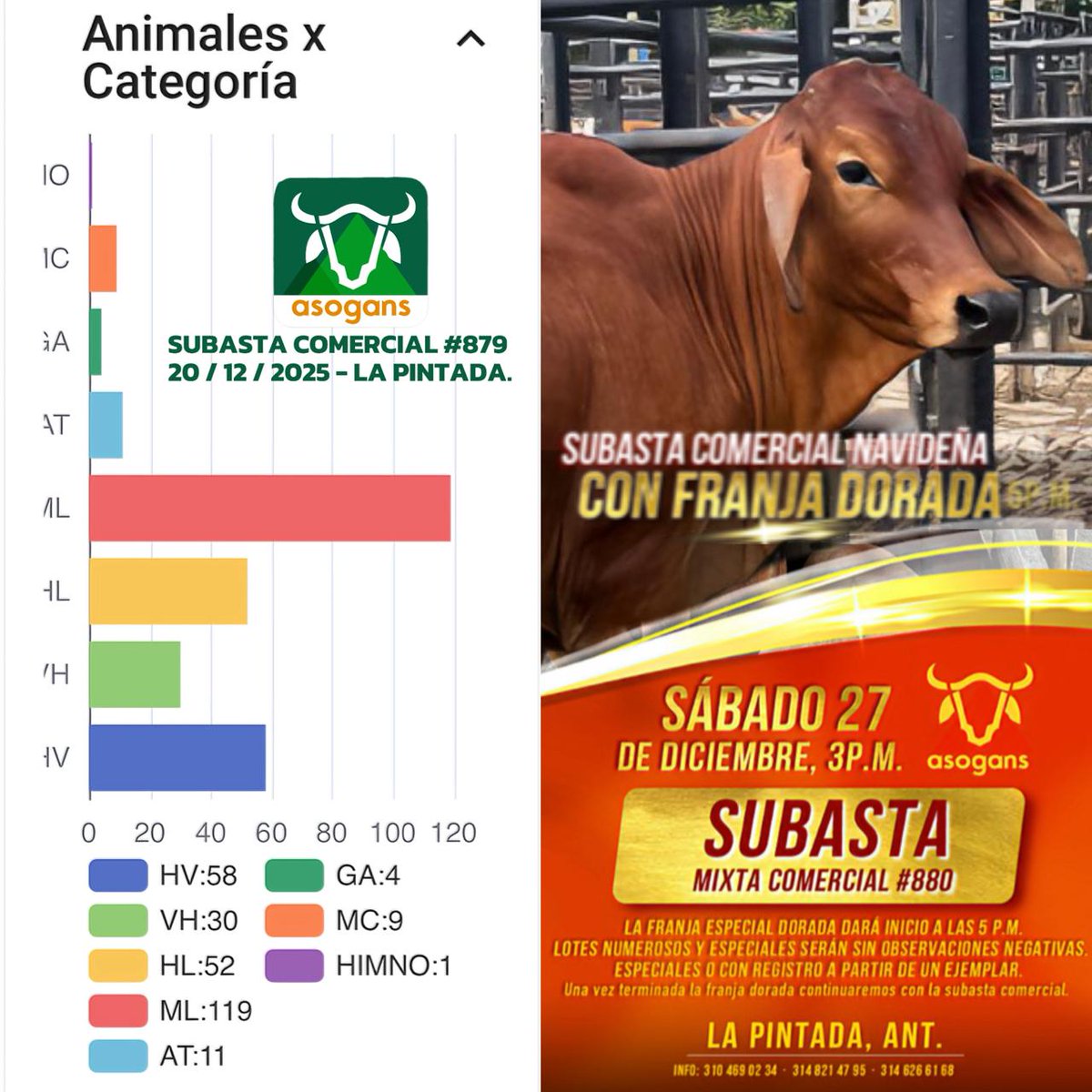LocalPintada's tweet image. Categorías etarias de la subasta 879. La invitación es para este sábado 207de Diciembre, subasta mixta comercial navideña en la pintada Antioquia
#ConstruyendoGanadería @Fedegan @jflafaurie @FedeganValencia
