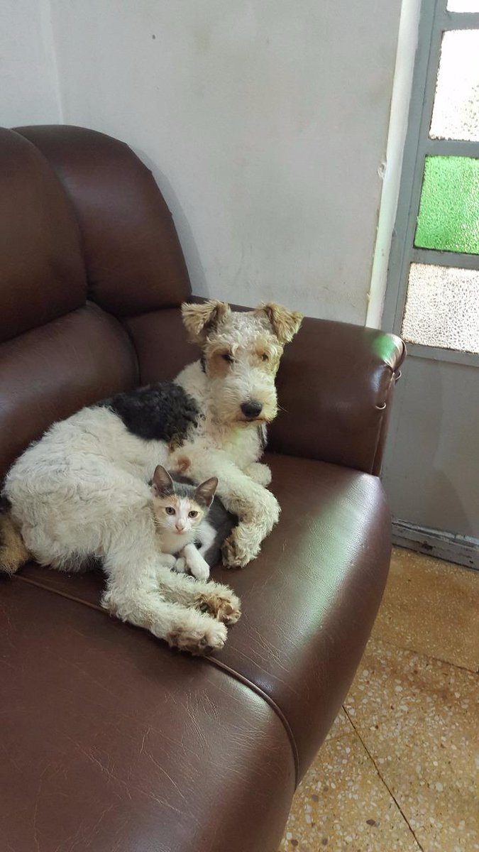 gridin_shiny's tweet photo. Hoy mi perrito Jaegger cumple 12 años 🐶 https://t.co/841VmBkTS5