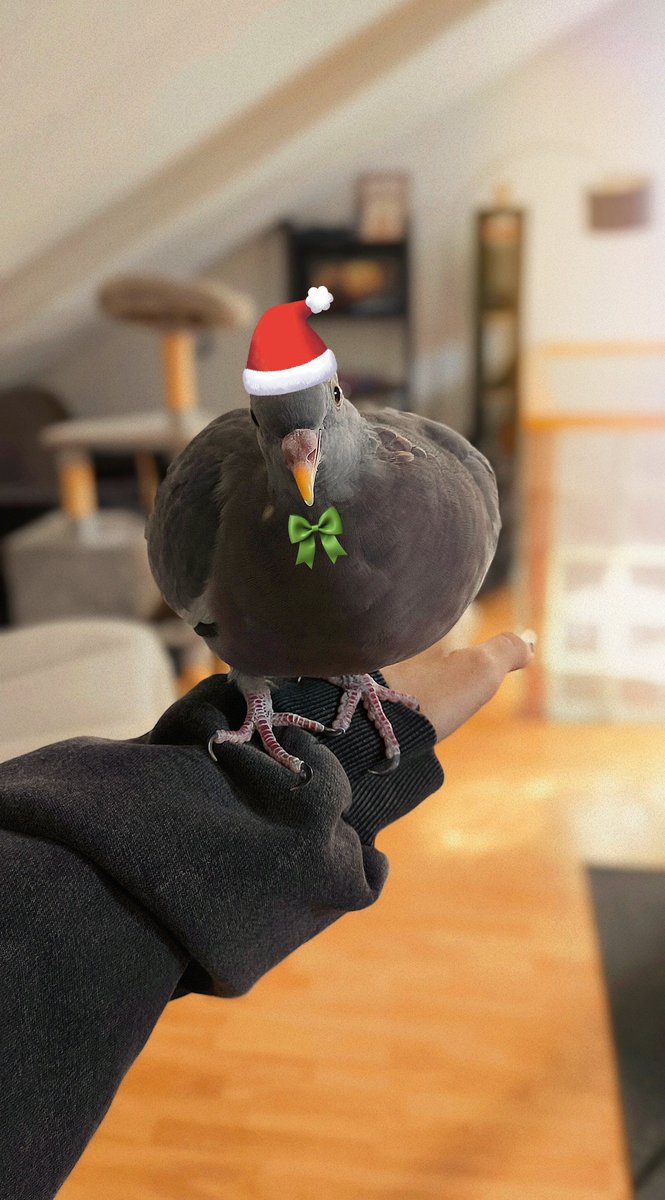 Felices fiestas! 
🐦‍⬛🎄✨