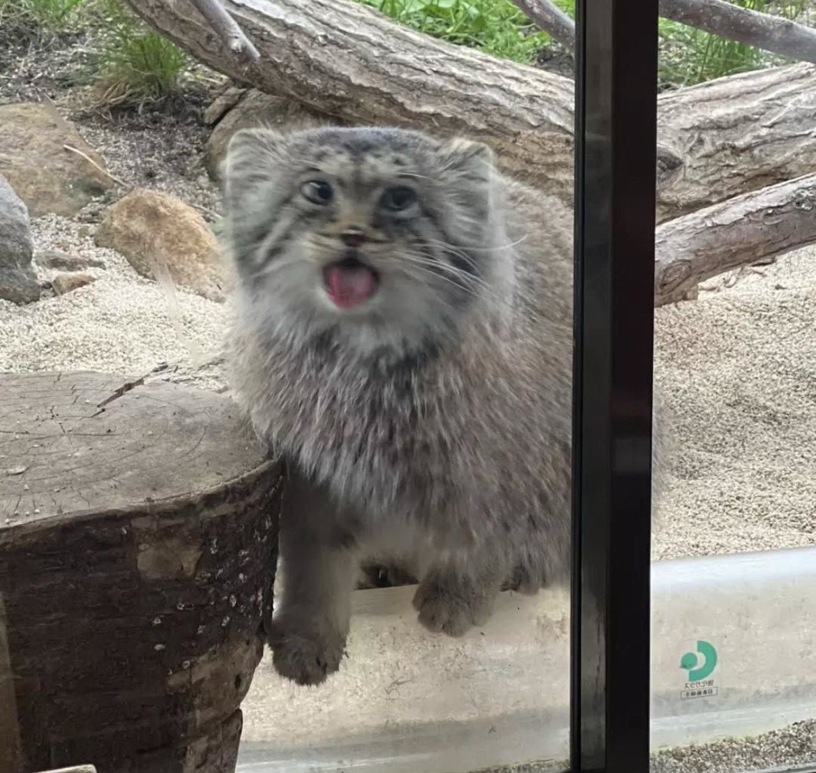 Auch von mir verspätet  fröhliche Weihnachten und einen schönen  #ManulerMittwoch. Ach wie schön die beiden Sachen an einen Tag :) 
☃️☃️