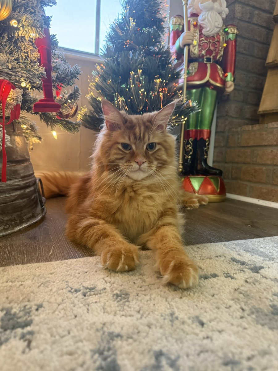 denisebedel's tweet photo. My Christmas Kitty 🐈 https://t.co/NRESGWIlEv