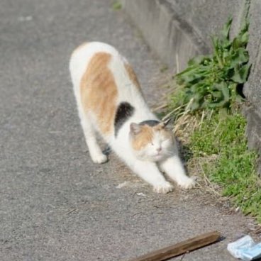 고양이 삐롱이 tweet media