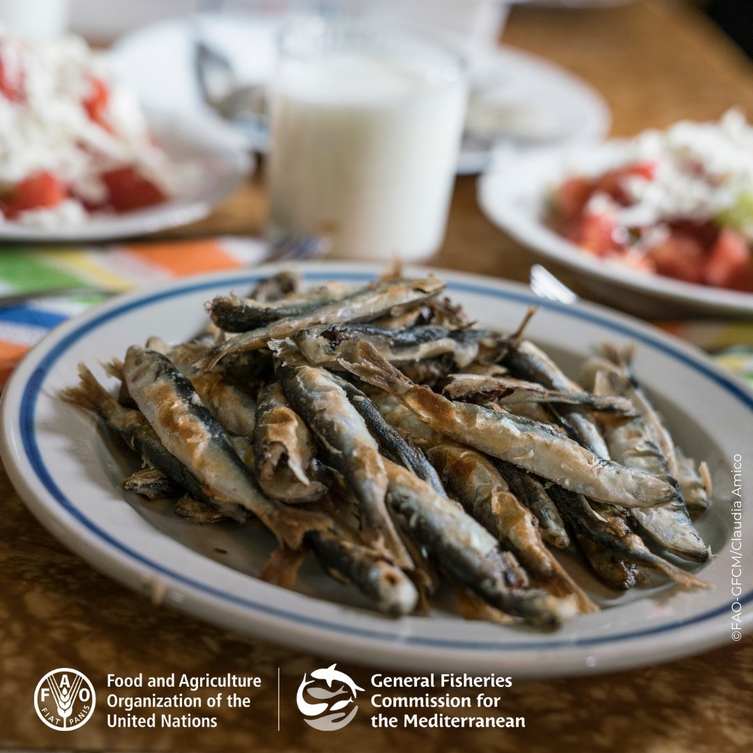 UN_FAO_GFCM's tweet photo. In 🇹🇷, winter is hamsi (anchovy) season 🍽️.

European anchovy dominates the #BlackSea fisheries sector, accounting for 67.8% of total annual landings (2022-23), and representing 54% of total landing value.

📖For more data, read the full #SOMFI2025 report: https://t.co/rnPYLCd8dK https://t.co/PEJTu1LPIn
