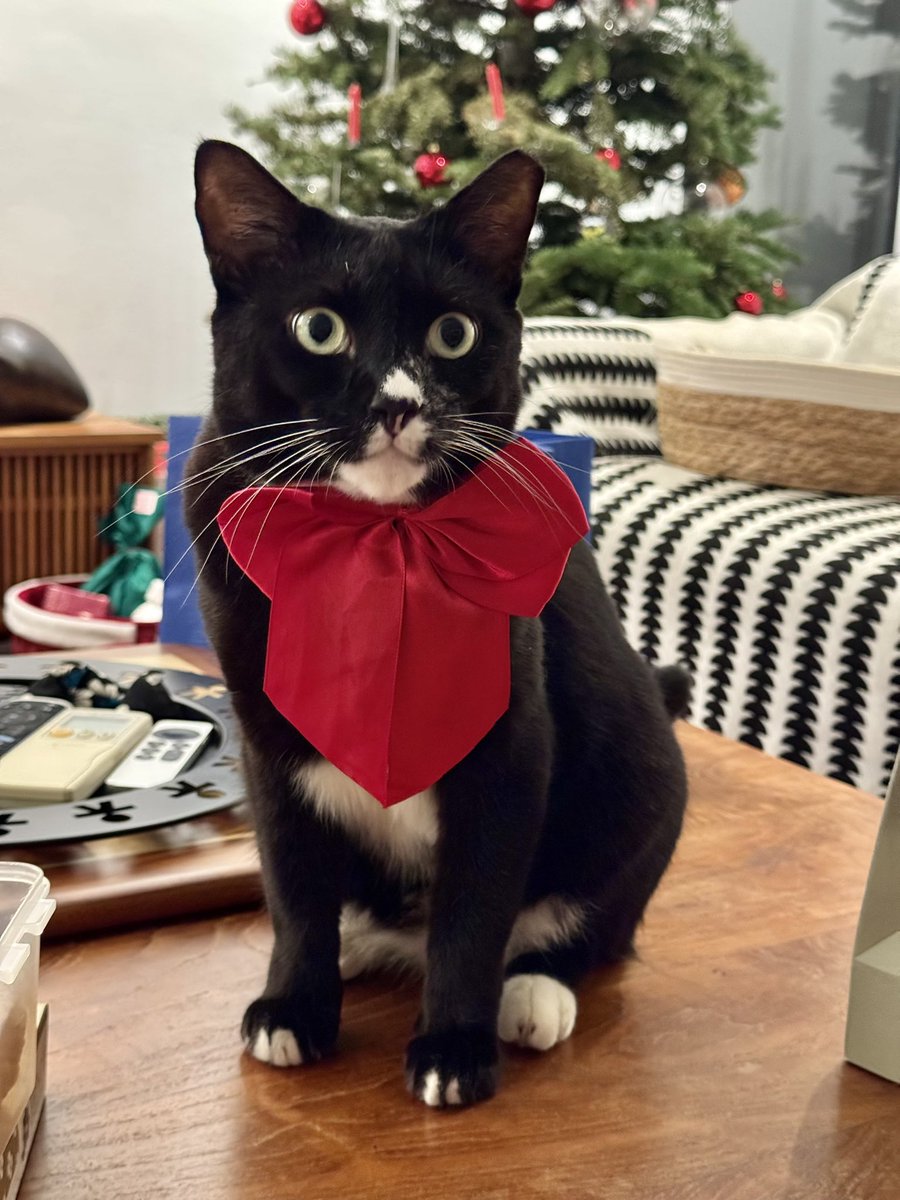 wormbender's tweet image. genuinely overwhelmed by how perfect he looks. it's too much