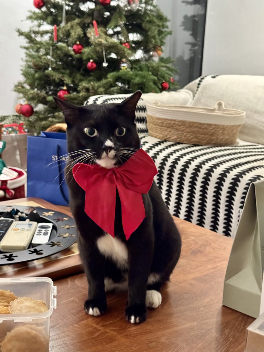 wormbender's tweet image. genuinely overwhelmed by how perfect he looks. it's too much