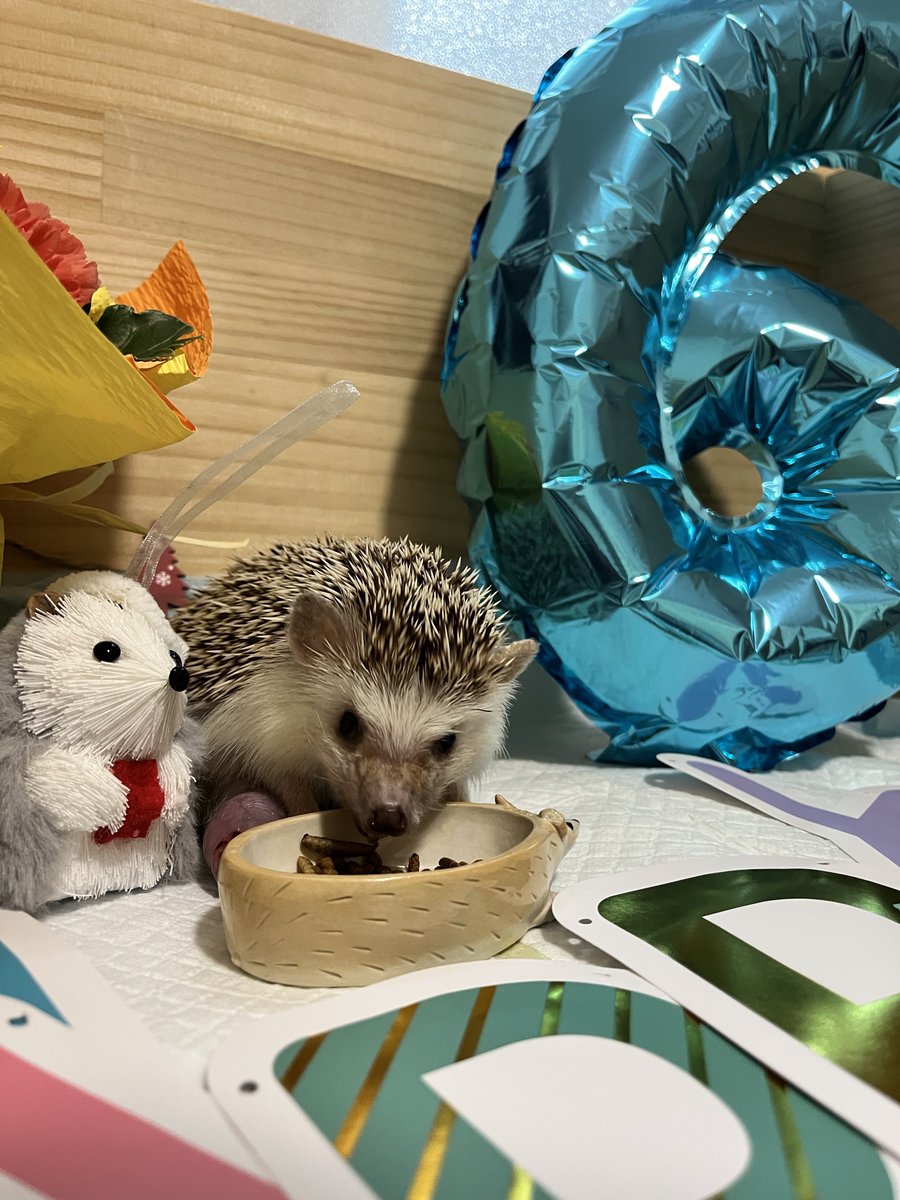 めくめく🍑ハリネズミのおかあさん (@peach_88888) / Posts and