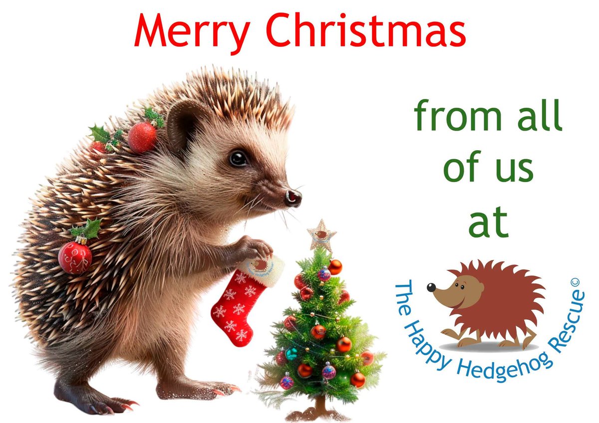 Happy Hedgehog (@happyhedgehog3) on Twitter photo 