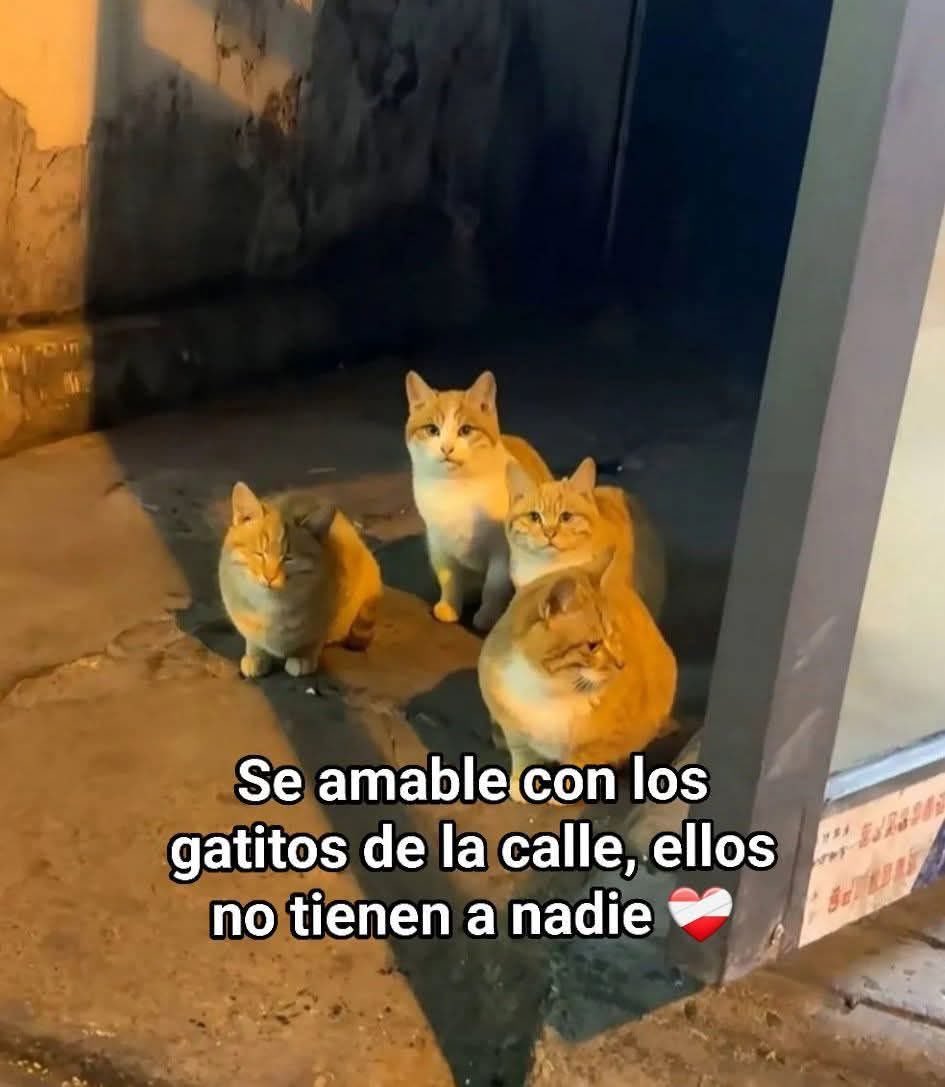 DiloConGatitoz's tweet image. 