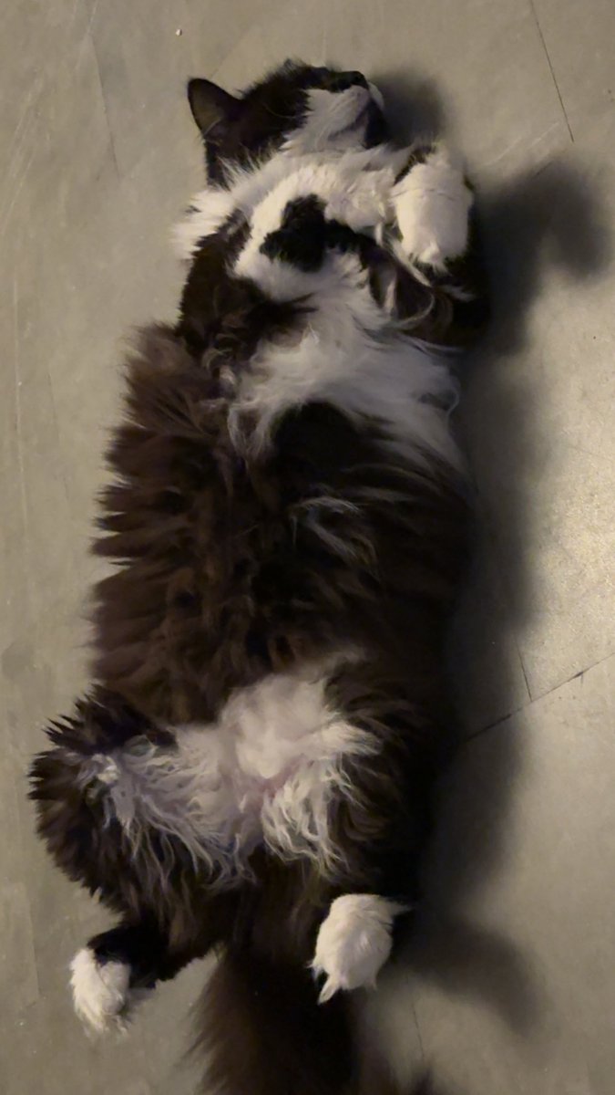 Olivia Nightingale 🐱🏹🗡️ tweet media