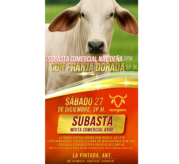 LocalPintada's tweet image. La invitación es para este 27 de diciembre, subasta mixta comercial navideña en la pintada Antioquia
#Construyendoganadería @Fedegan @jflafaurie @FedeganValencia
