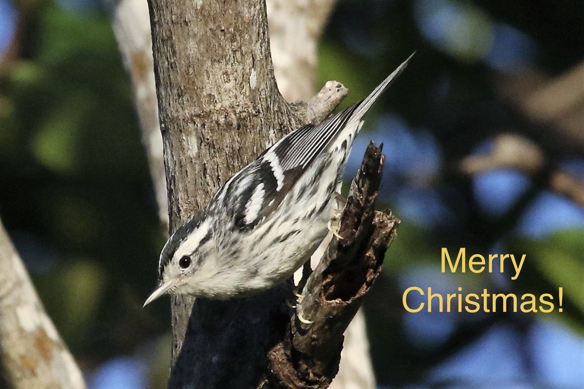 Ron Cousins tweet media