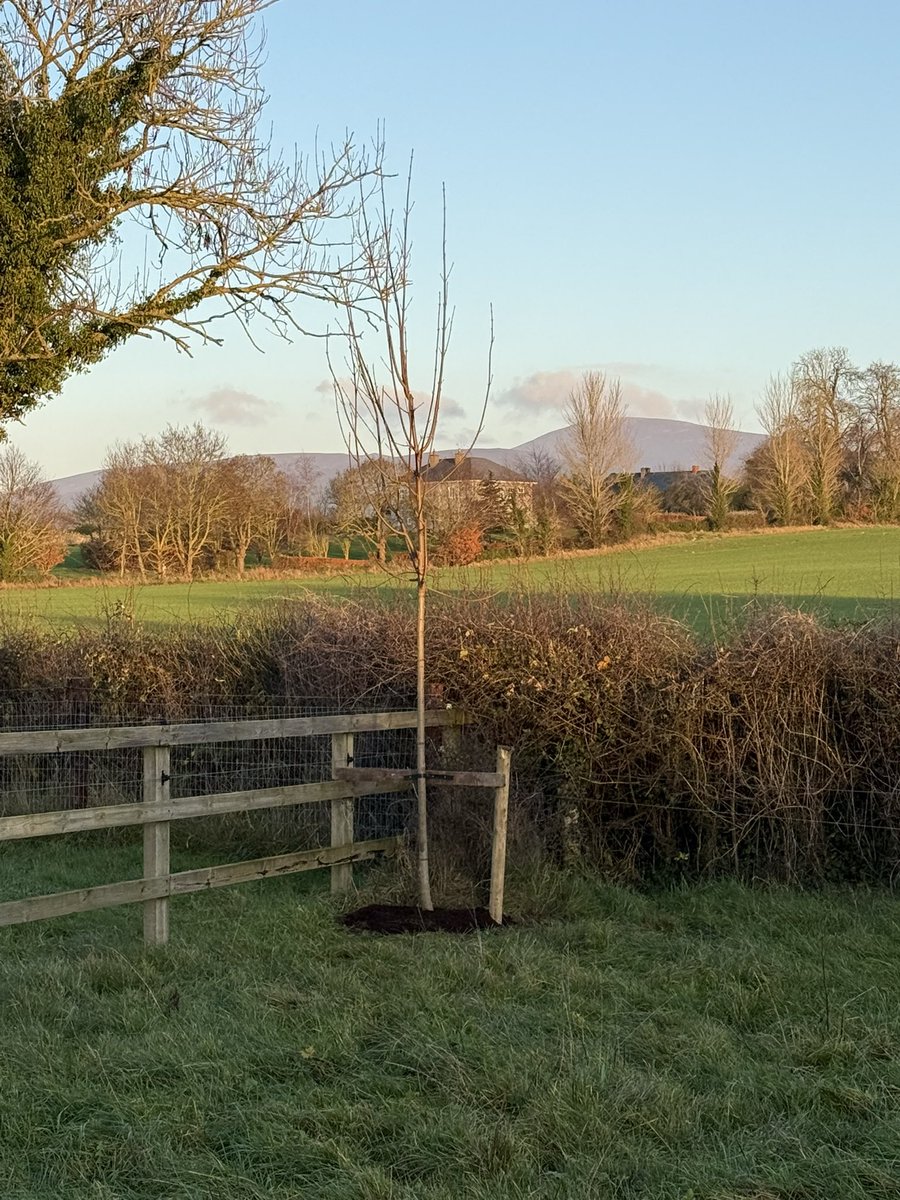 Pat Quirke tweet media