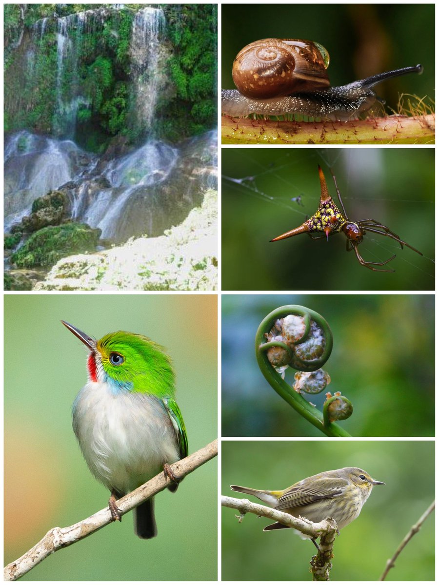 #Cuba declara como su tercer geoparque nacional zona de las montañas de Guamuhaya, en Sancti Spíritus, Villa Clara y Cienfuegos, por la representatividad, cantidad y valor de sus  geositios
🔹La población es de 334 501 habitantes, en 18 asentamientos
acortar.link/fZtpmf