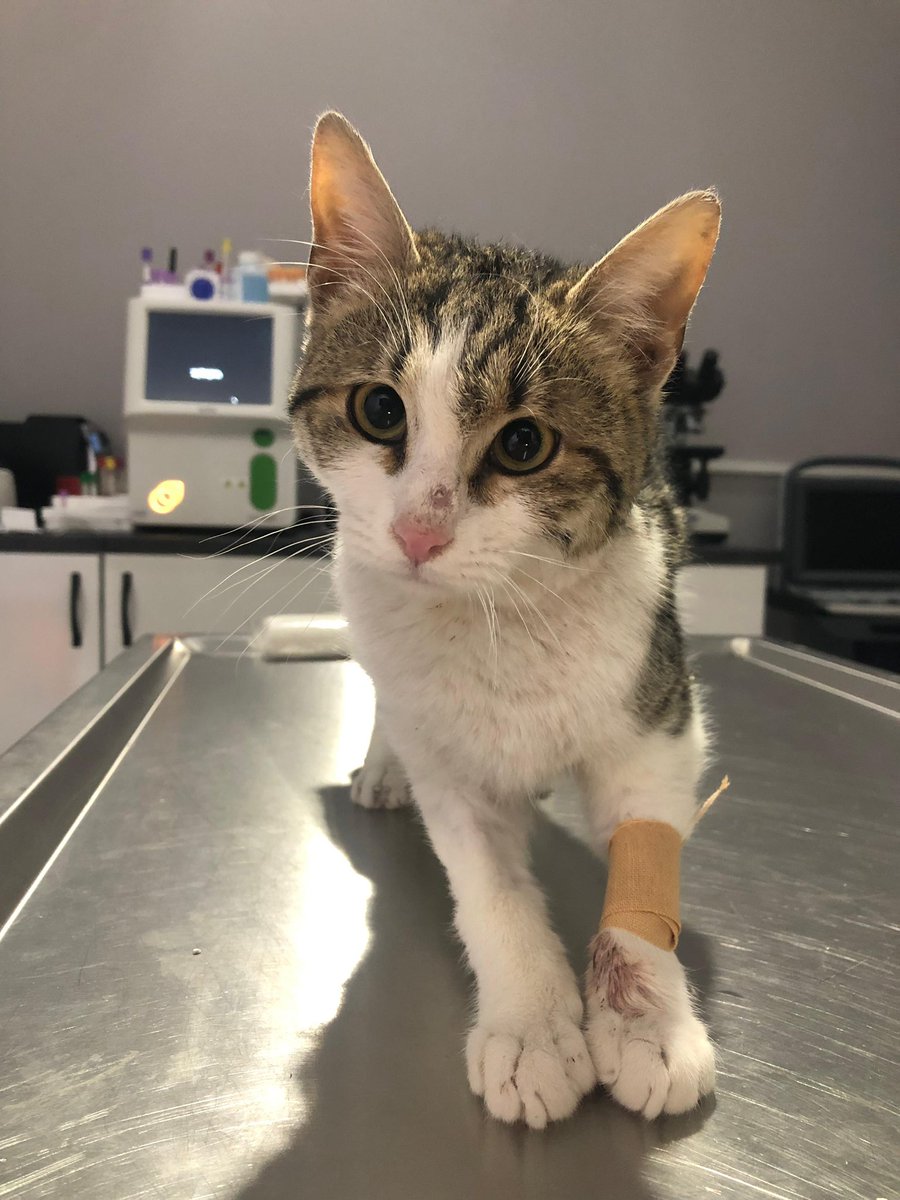 " mira 🦭🐾 #YasayıGeriÇek tweet media