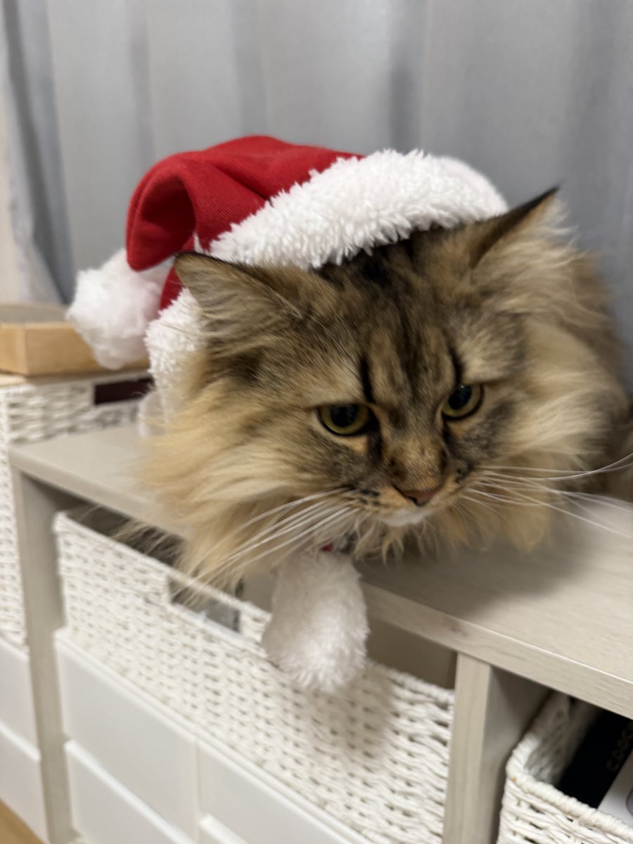 Kazunari 'sironeko' Hashimoto (@whitecat_k) / Posts / X